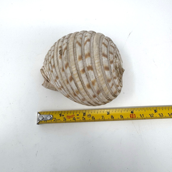 Lot of 3 Unique Seashells – Spiral Turritella, Moon Snail & Round Shell - Picture 6 of 14